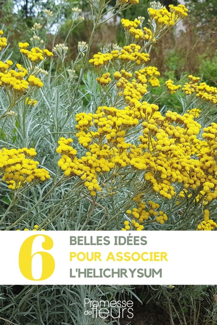 [helichryse_immortelle] Helichrysum italicum - Everlasting association