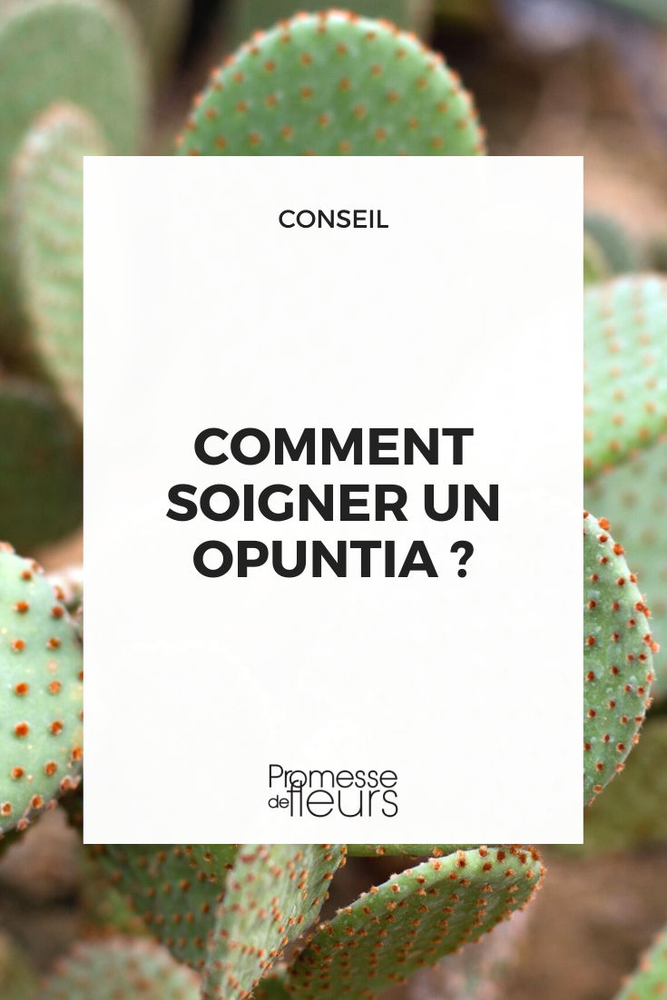 [cactus care id="123" plant="opuntia"]pad[/cactus care]