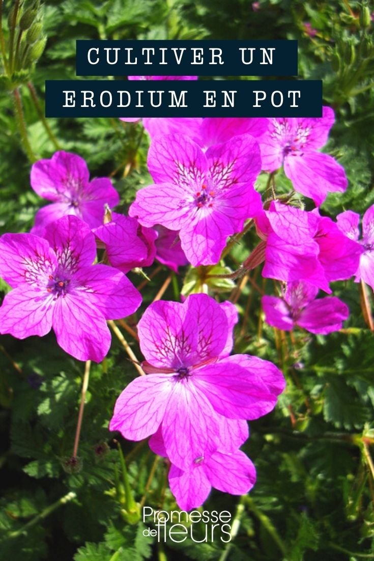 [erodium pot="container" bac="planter"]