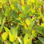 Pairing ideas with Drimys