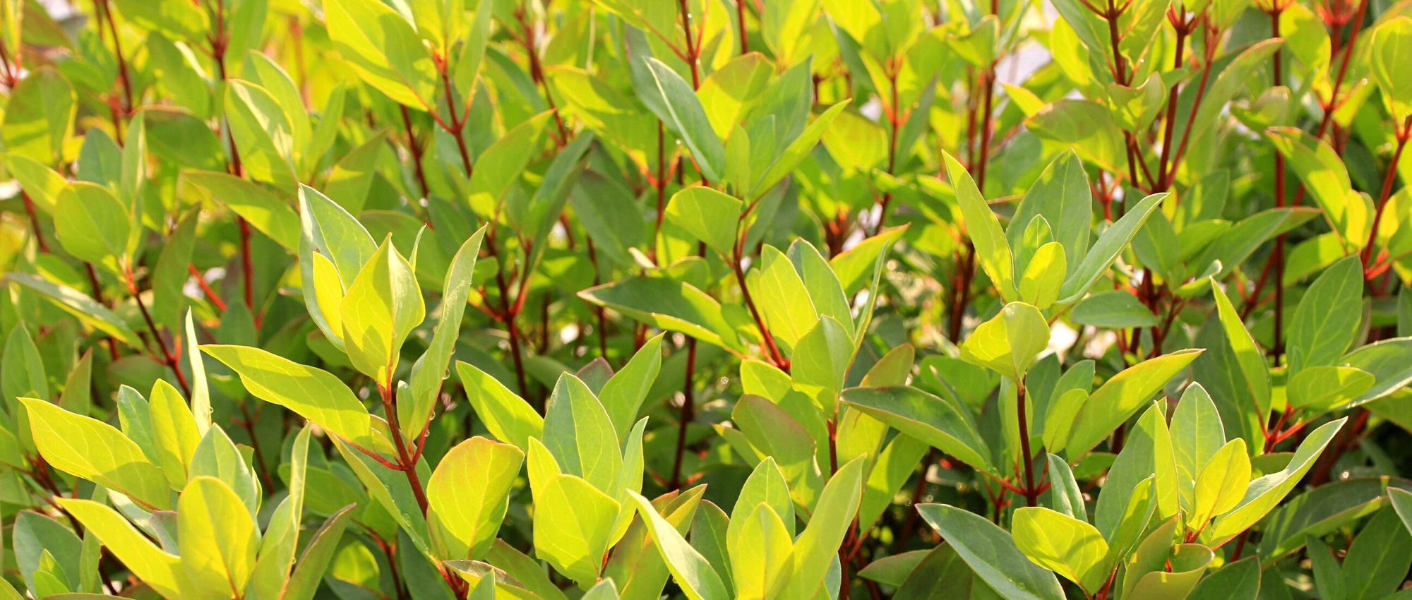 Pairing ideas with Drimys