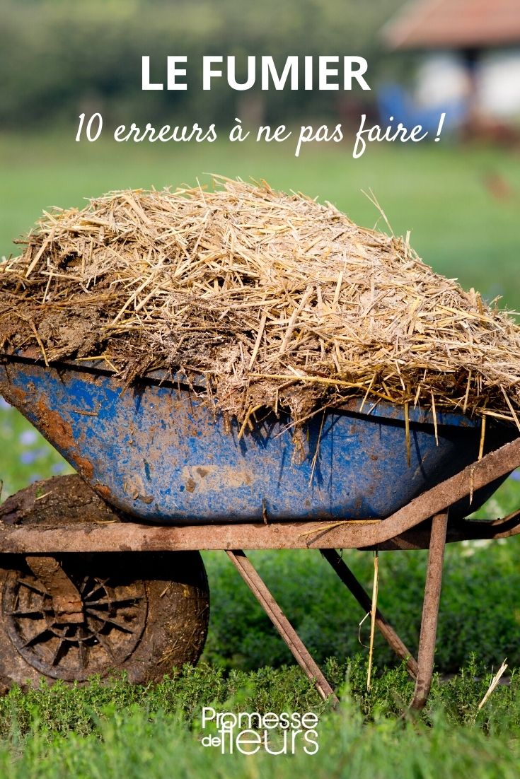 Avoid Mistakes When Using Manure in the Garden