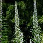 Pairing ideas with Echium or viper's bugloss
