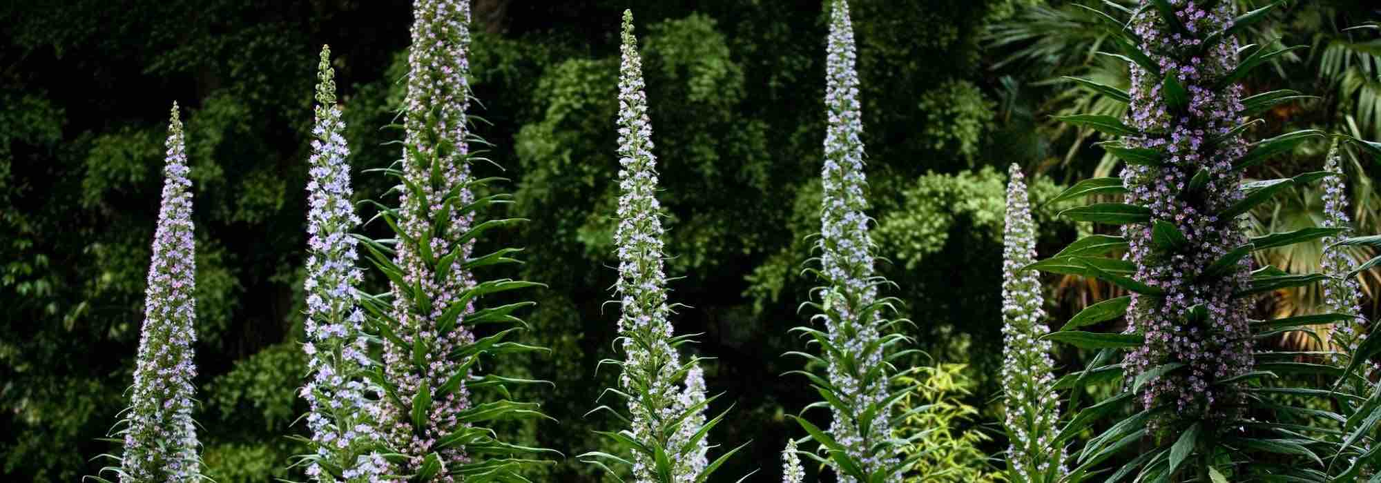 Pairing ideas with Echium or viper's bugloss
