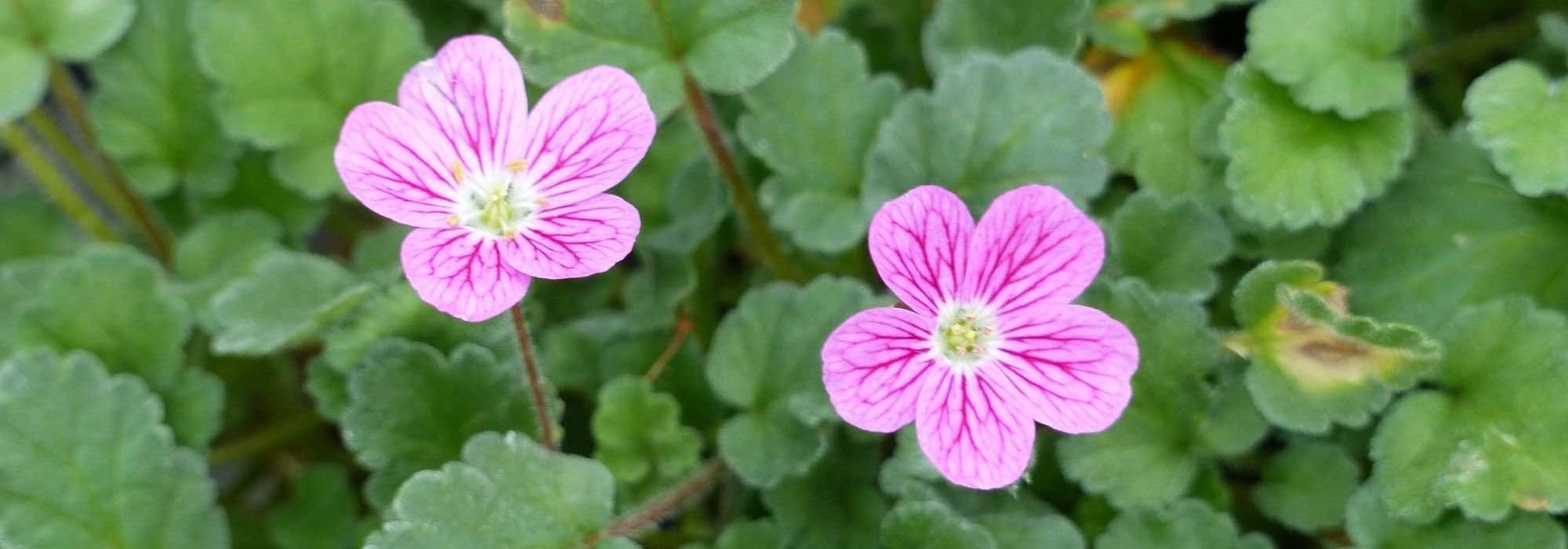 Growing an Erodium in a pot