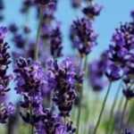 Lavender: the best varieties for pots