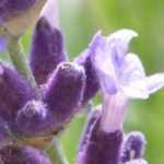 Lavender: the most beautiful varieties with purple flowers