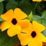 Sowing Black-eyed Susan