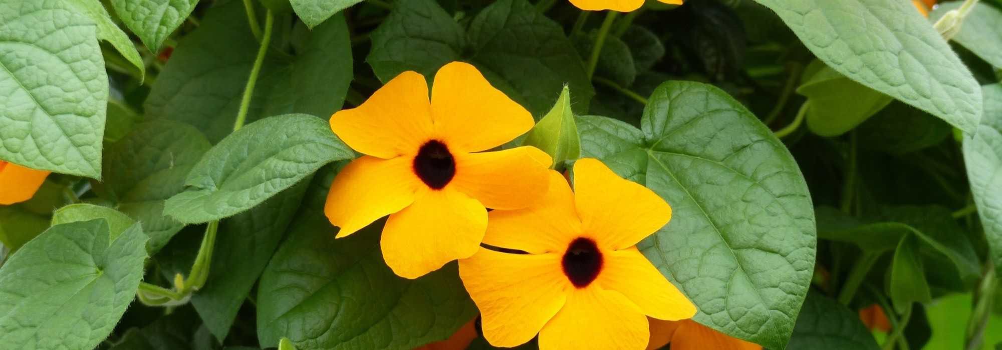 Sowing Black-eyed Susan