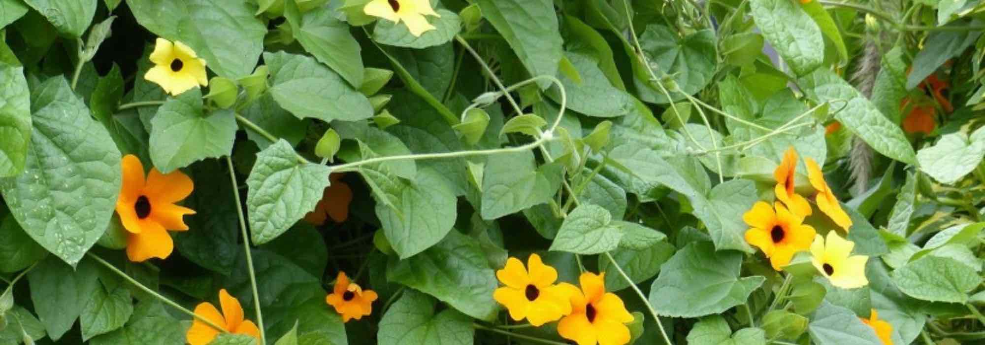 Diseases and pests of Black-eyed Susan