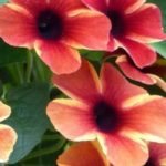 Pairing ideas with Black-eyed Susan