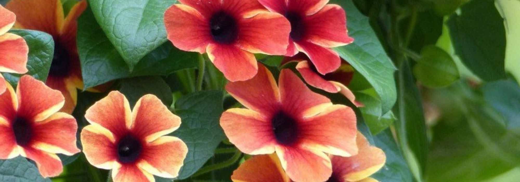 Pairing ideas with Black-eyed Susan