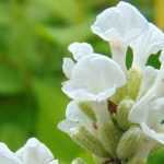 Lavender: the most beautiful white varieties