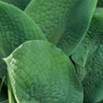 Blue hostas: the most beautiful varieties