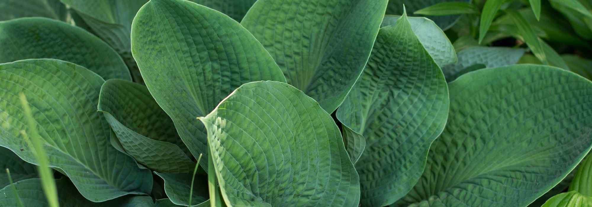 Blue hostas: the most beautiful varieties