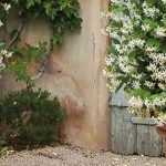 Growing jasmine in a pot