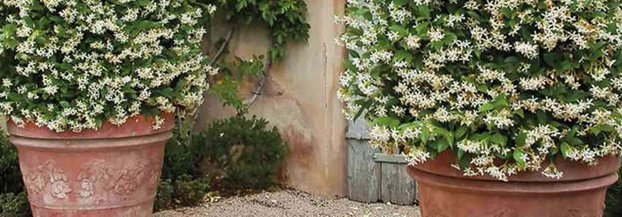 Growing jasmine in a pot