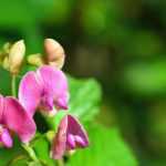 Lathyrus: Planting, Growing, and Caring
