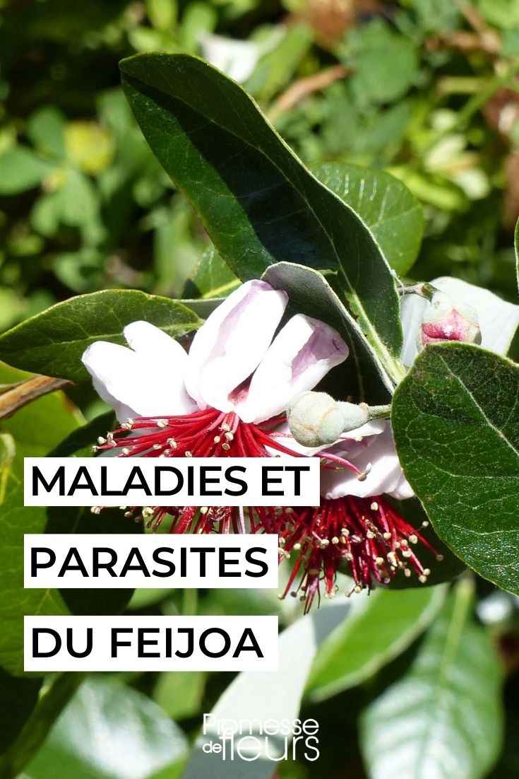 feijoa Brazilian guava tree sick