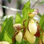 Garden orchids: planting, cultivating and maintaining