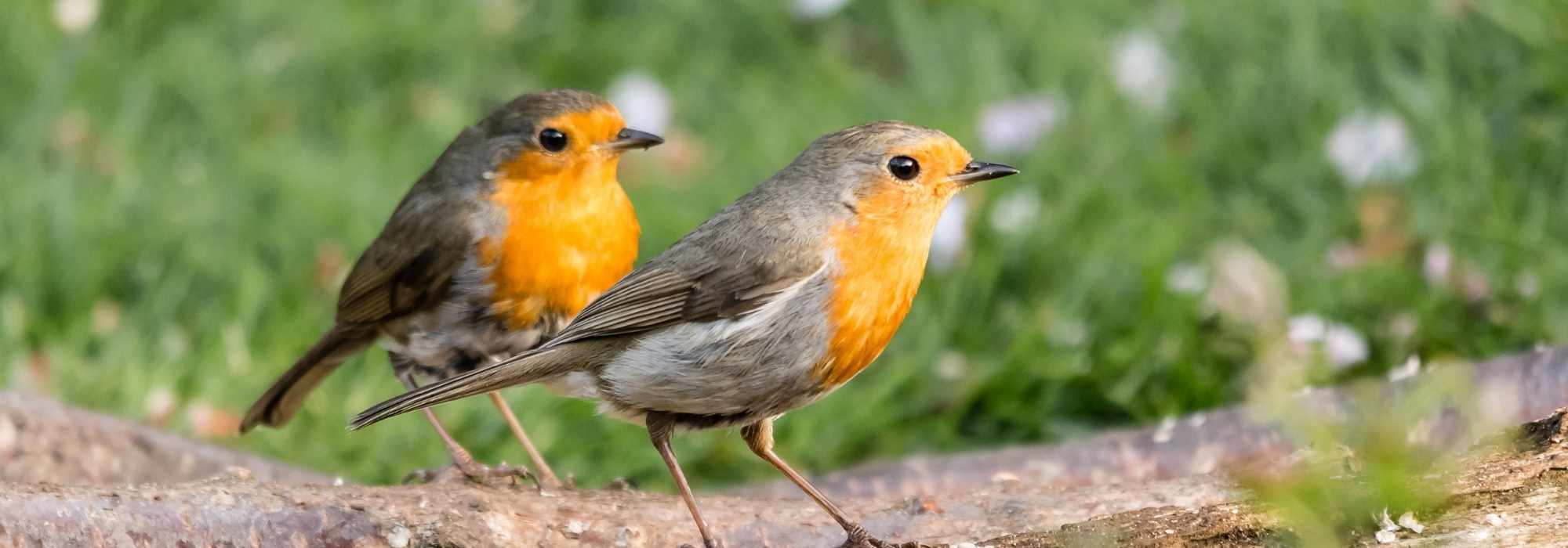 Making your garden welcoming for Robins