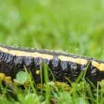 The Spotted Salamander