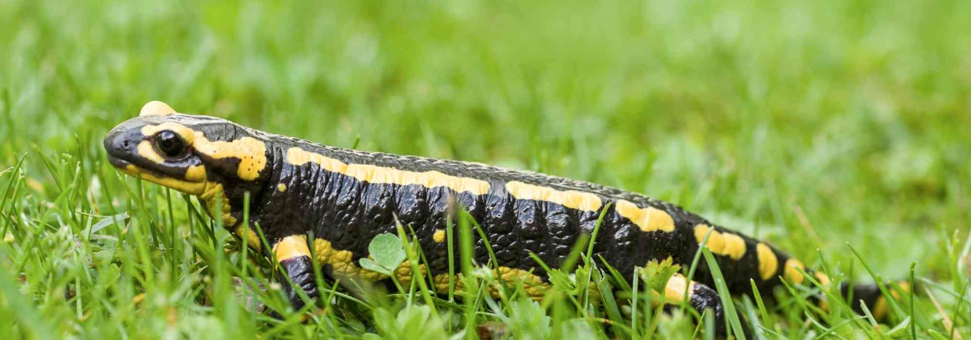 The Spotted Salamander