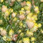 Pairing ideas with Anthyllis