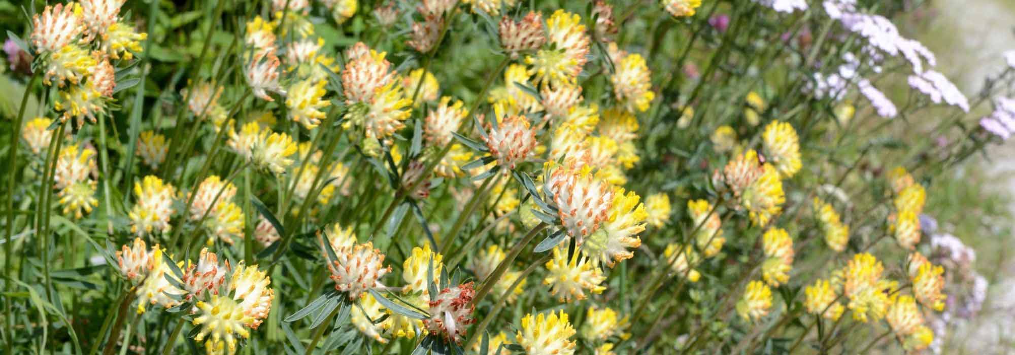 Pairing ideas with Anthyllis