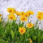 Arnica: harvest, benefits, and uses