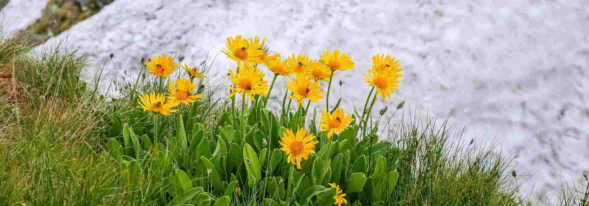 Arnica: harvest, benefits, and uses