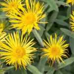 Pairing ideas with Inulas