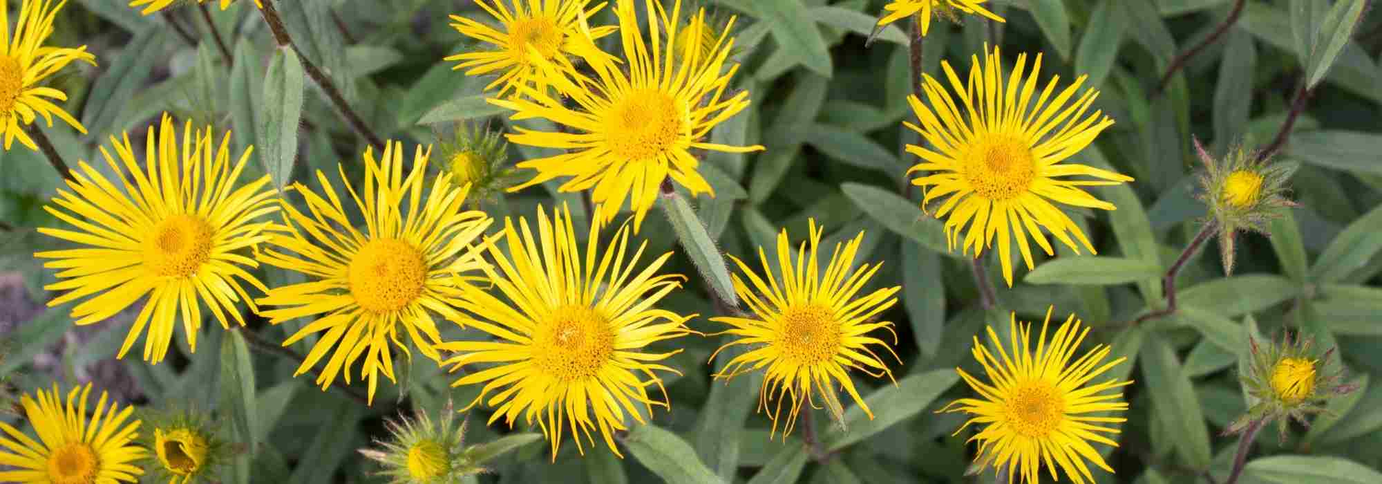 Pairing ideas with Inulas