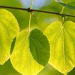 Pairing the Katsura tree or Cercidiphyllum