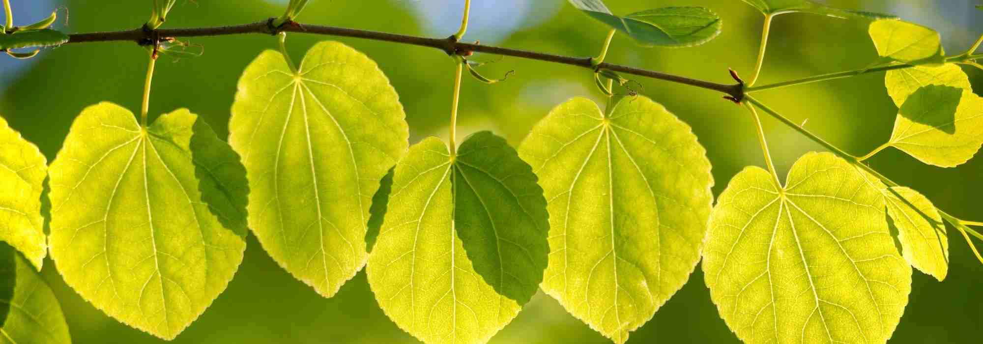 Pairing the Katsura tree or Cercidiphyllum