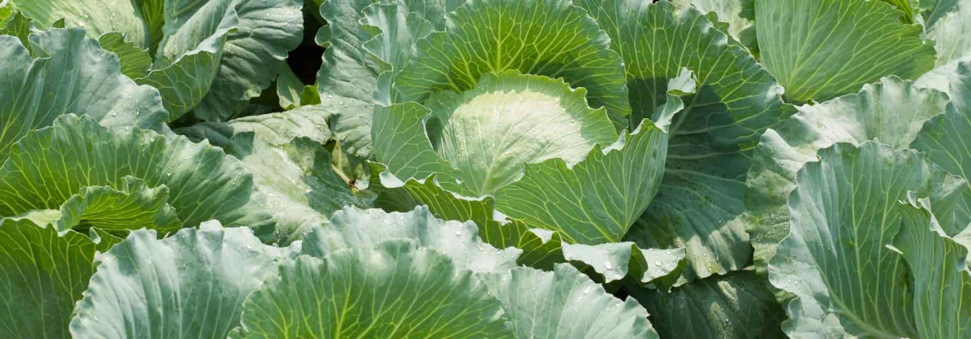 Spring cabbage or early cabbage: how to grow it?