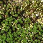 How to grow Leptinella in a pot?