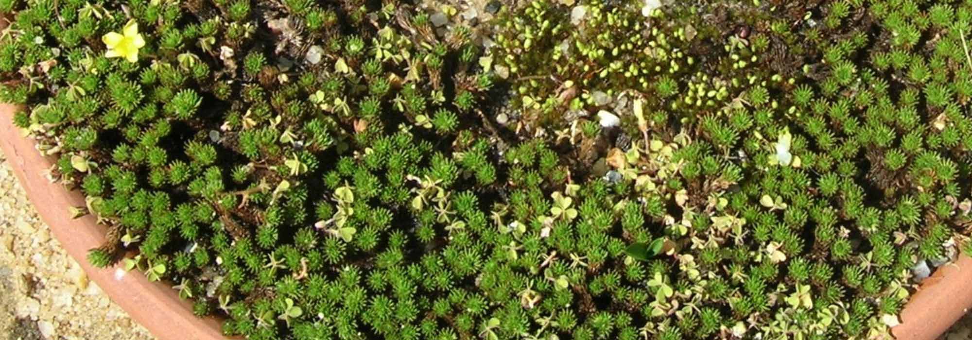 How to grow Leptinella in a pot?