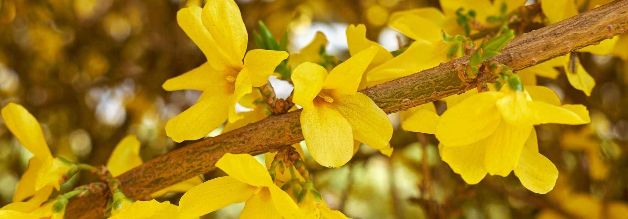Choosing a forsythia