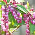 Growing a Pieris in a pot