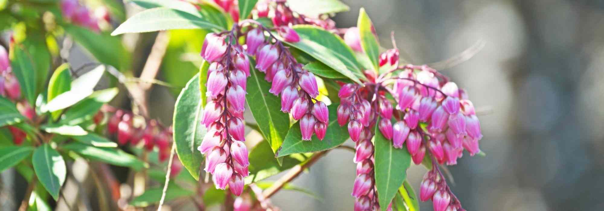 Growing a Pieris in a pot