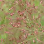 Eragrostis - Love grass: planting, growing and caring