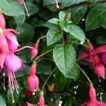 Pair a fuchsia