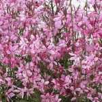 Choosing a Gaura