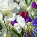 Pairing Sweet Peas