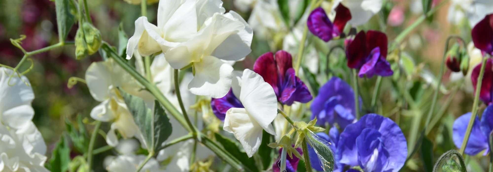 Pairing Sweet Peas
