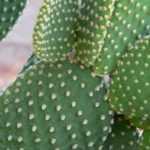 How to care for an Opuntia?