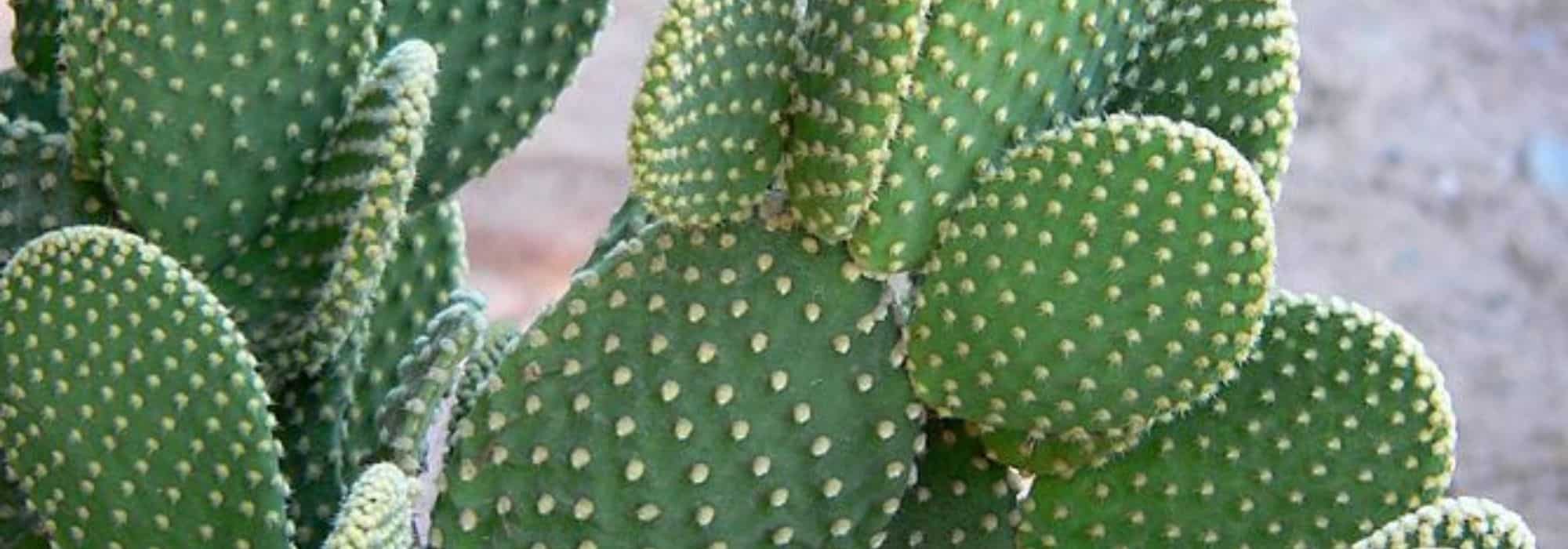 How to care for an Opuntia?