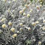 How to pair Helichrysum?