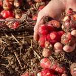 6 drought-resistant vegetables